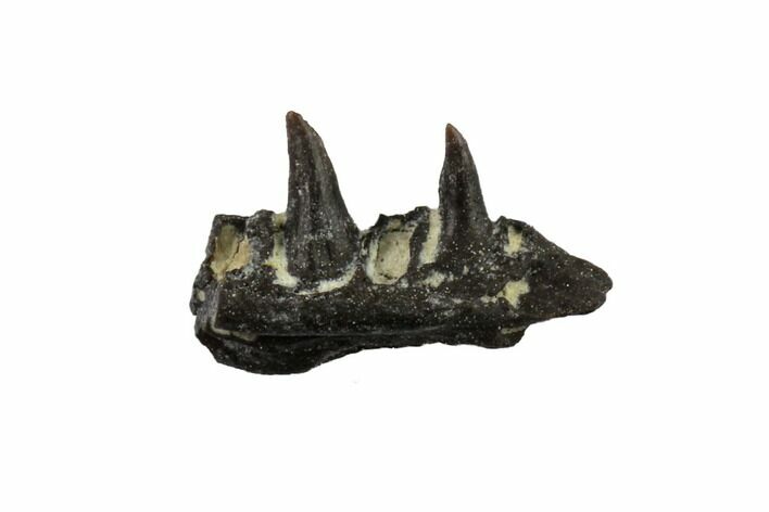 Permian Synapsid (Mycterosaurus) Jaw Section - Oklahoma #137623